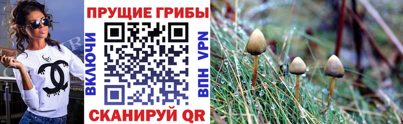 Псилоцибиновые грибы Cubensis  Светлый 